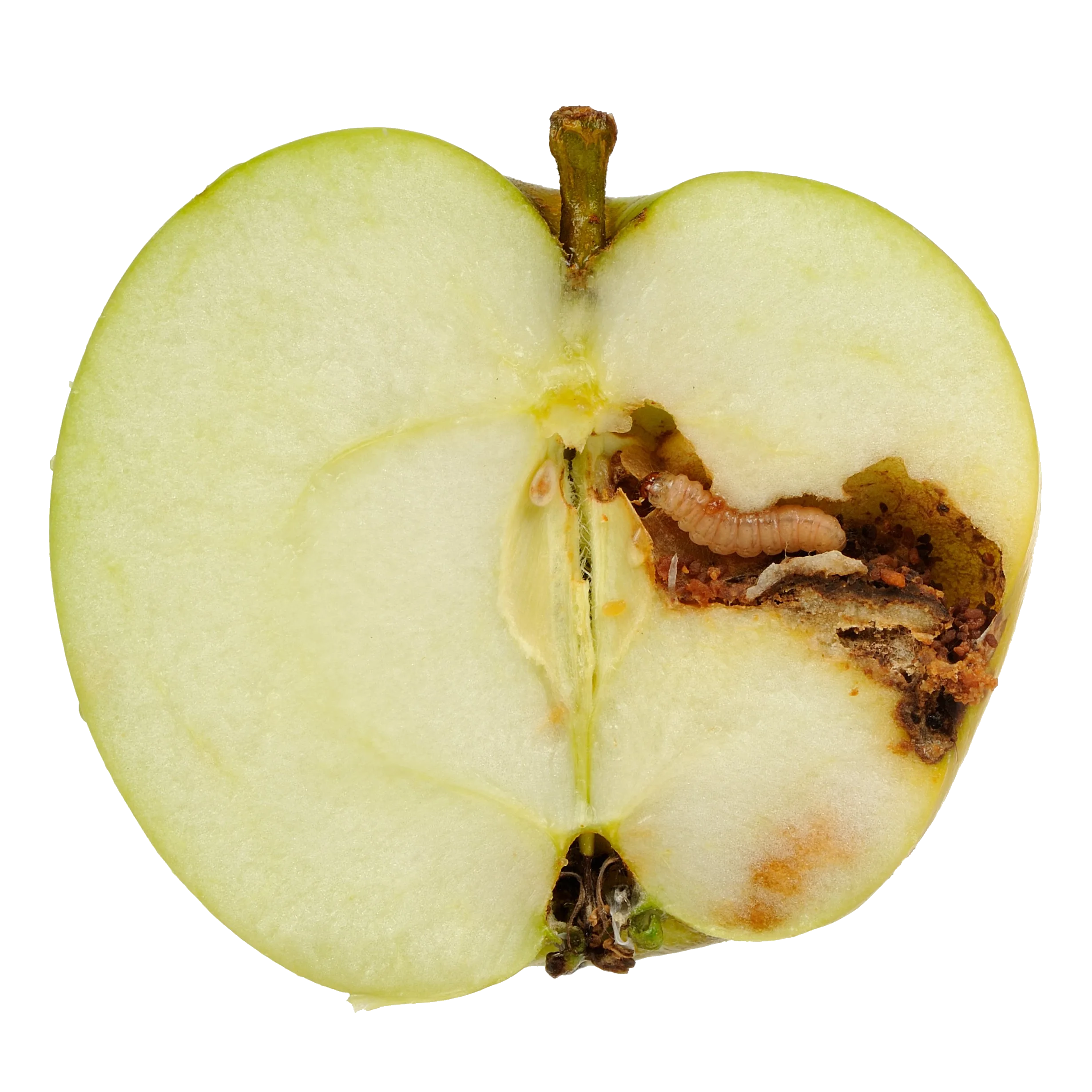 Worm Apple