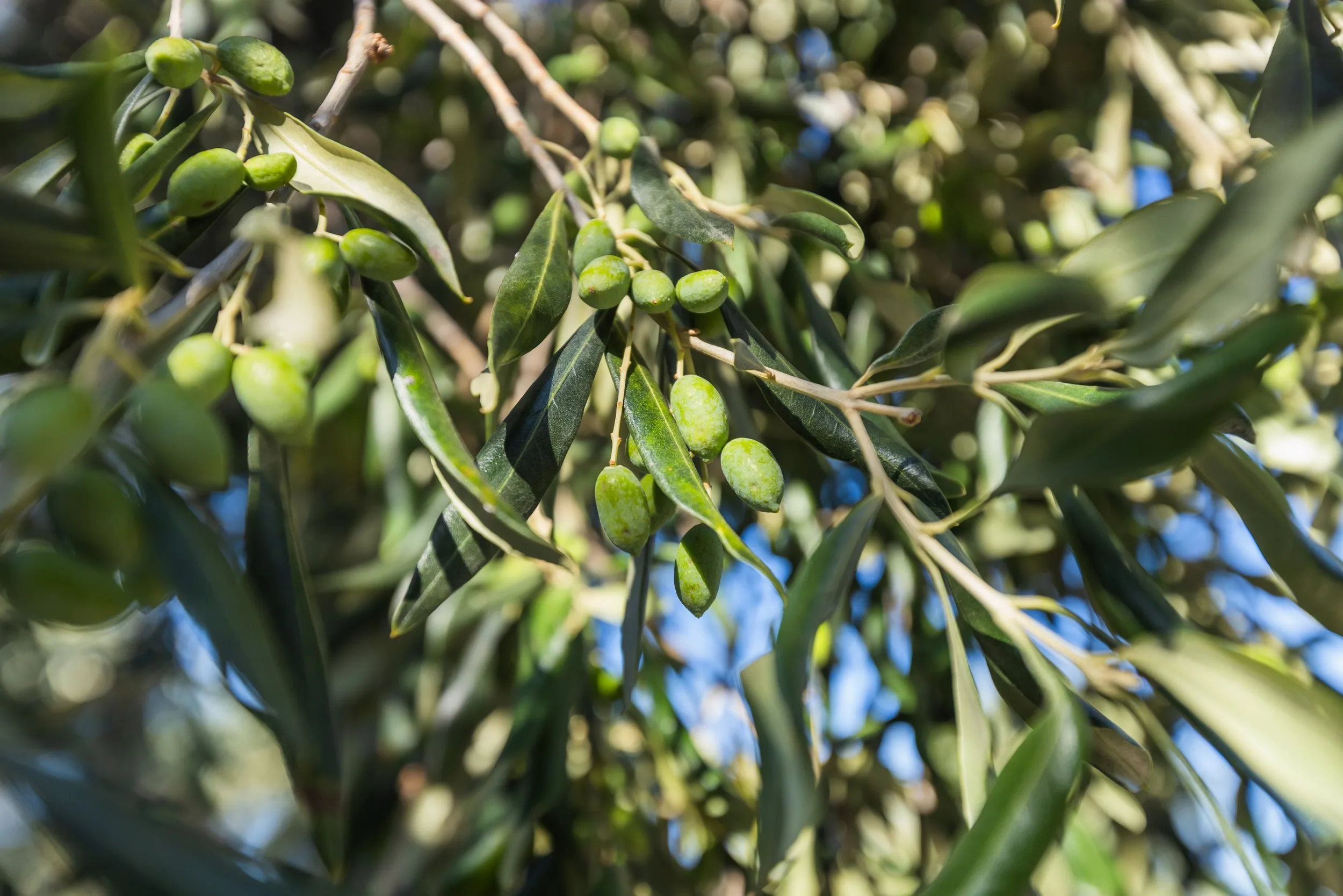 Lord Said I Am Vine Branches